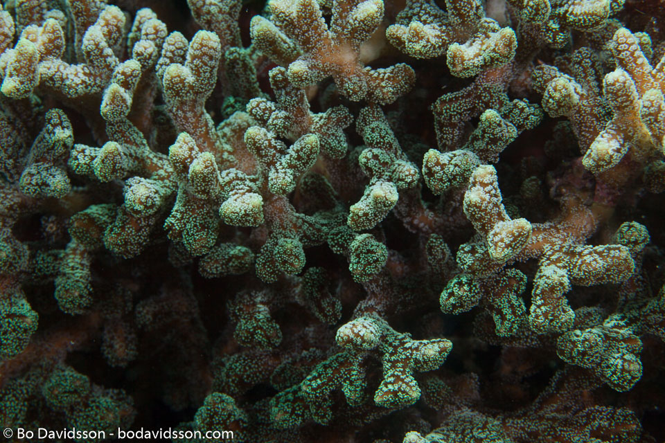 BD-161031-Reta-4332-Porites-sp.-Link.-1807-[Hump-coral].jpg